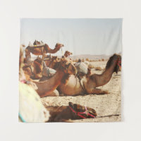 CINCO CAMELOS NO CAMPO