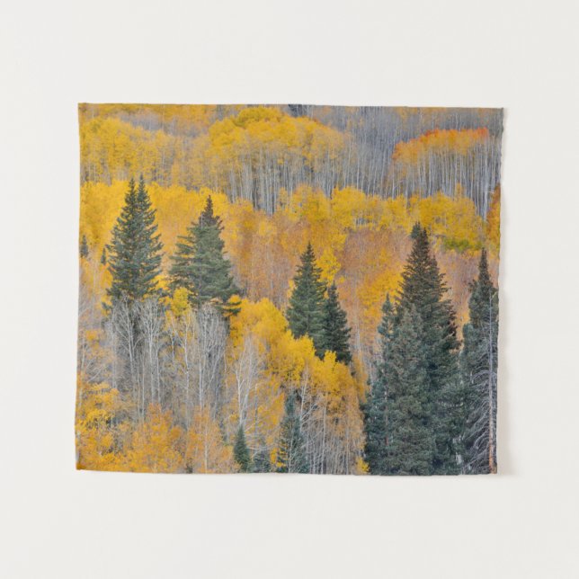 Tapete De Parede Cores de outono em Aspen Groves (Frente (Horizontal))