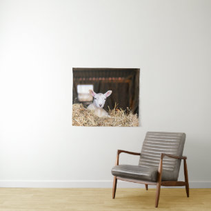 Tapete De Parede Cutest Baby Animals   Newborn Lamb