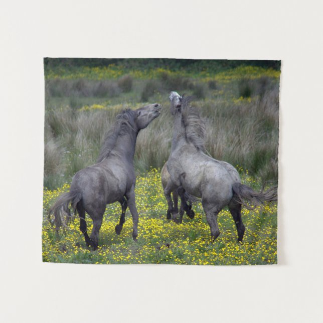 Tapete De Parede Dois Cavalos Se Debatem e Jogam (Frente (Horizontal))