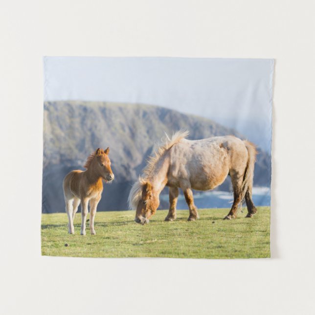 Tapete De Parede Égua com potro, Ilhas Shetland, Escócia (Frente (Horizontal))