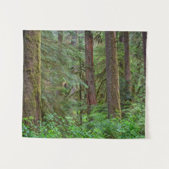 Tapete De Parede Floresta Nacional de Willamette | Oregon (Frente (Horizontal))
