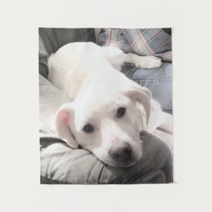 Tapete De Parede Foto de cachorro fofo cansado Com o Papai no Sofá
