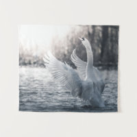 Fotografia da natureza do cisne branco