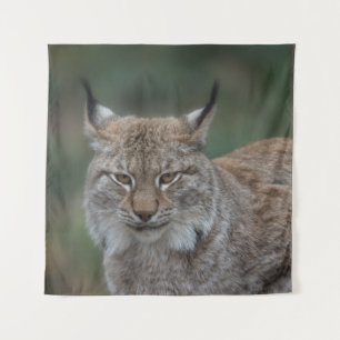 Tapete De Parede Lynx Olhando Para Você