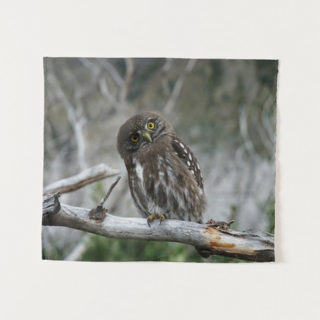Tapete De Parede Norte Pygmy Owl (Frente (Horizontal))