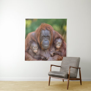 Tapete De Parede Orangutan Mãe Assistindo Sobre Dois Bebês