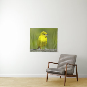 Tapete De Parede Orchard Oriole - Fotografia Original