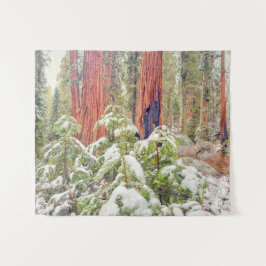 Tapete De Parede Paisagem da Floresta Sequoia no inverno