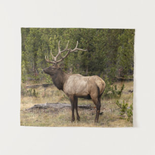 Tapete De Parede Parque Nacional Bull Elk Yellowstone, Wyoming