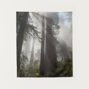 Tapete De Parede Redwood National Park California