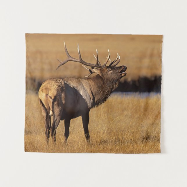 Tapete De Parede Roosevelt Eull Elk Wyoming (Frente (Horizontal))