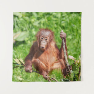 Tapete De Parede Subindo o Bebê Orangutan