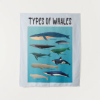 Tipos De Baleias Variedade Mamífera Oceânica