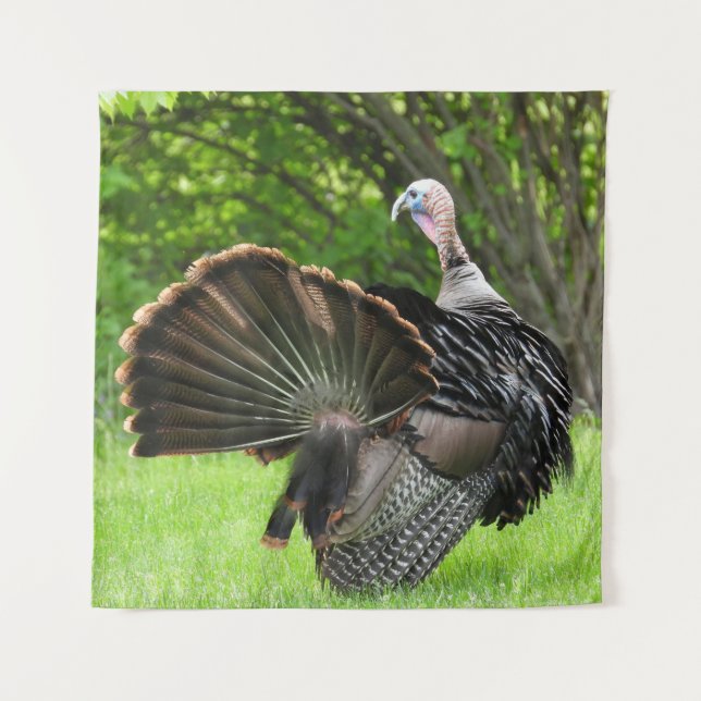 Tapete De Parede Tom Turkey Feather Display (Frente)