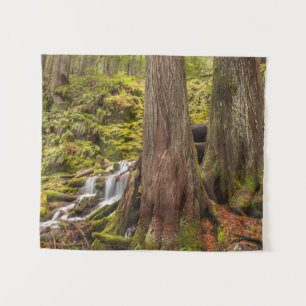 Tapete De Parede White Branch Falls, Oregon Cascades, Oregon