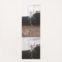 Aranha