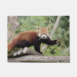 Tapete Doormat Photo red panda, animais 0234.