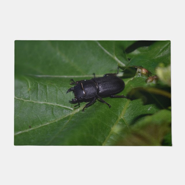 Tapete Dorcus parallelipipedus , o escaravelho inferior (Frente)