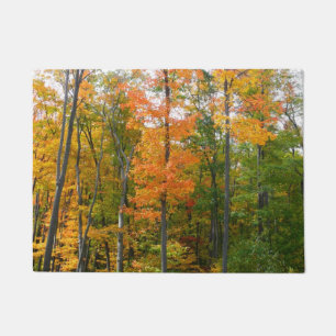 Tapete Fall Maple Trees Autumn Nature Fotografia