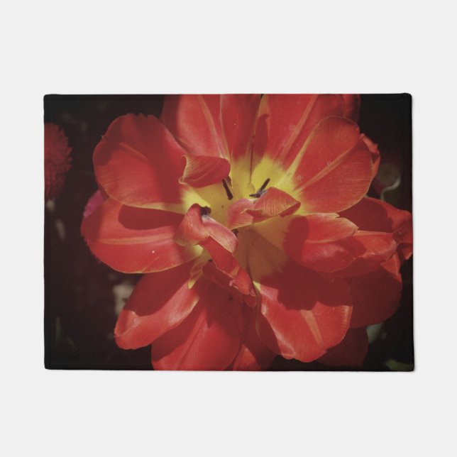 Tapete Flor de tulipa vermelha (Frente)