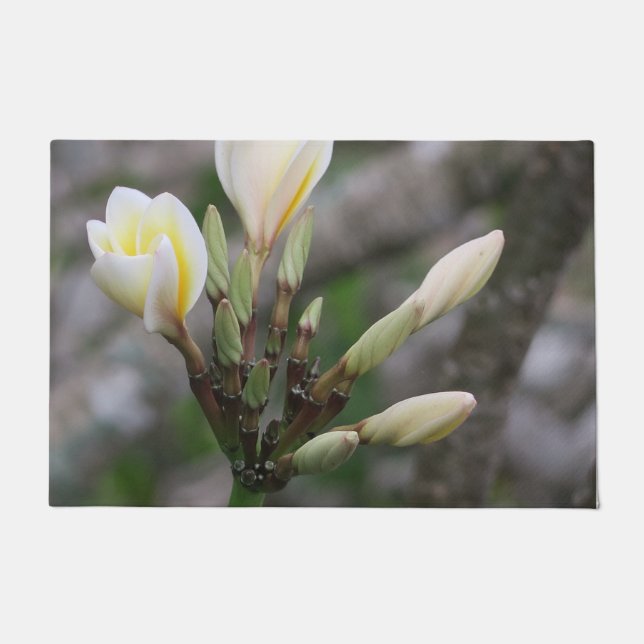 Tapete flor, jardim, verão, natureza, bougainvillea, (Frente)