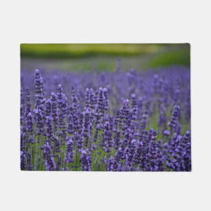 Tapete Flores lavendar roxas bonito