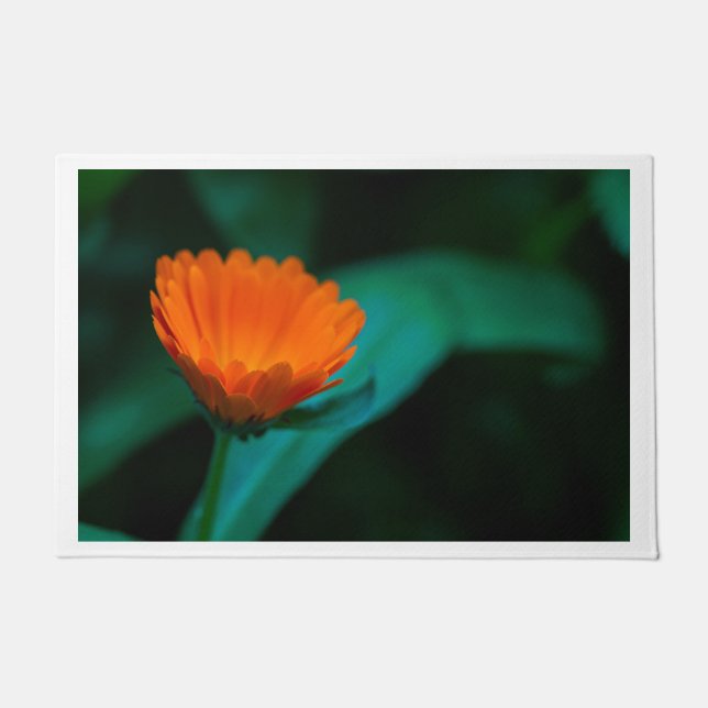 Tapete Fotografia da Flor Margarida Laranja (Frente)