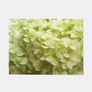 Tapete Fundo branco da flor do Hydrangea