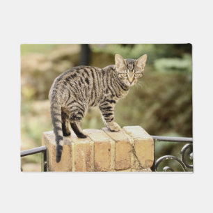 Tapete Gatinho preto cinzento bonito de Bengal