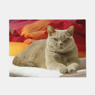 Tapete Gato britânico do shorthair do Lilac