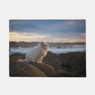 Tapete Gato de Ragdoll na praia