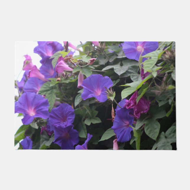Tapete Glórias da Manhã Azuis na Primavera (Frente)