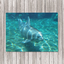 Tapete Golfinho de Natação