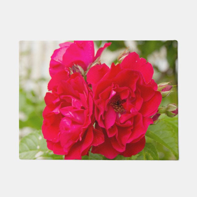 Tapete Grandes rosas vermelhas no jardim (Frente)