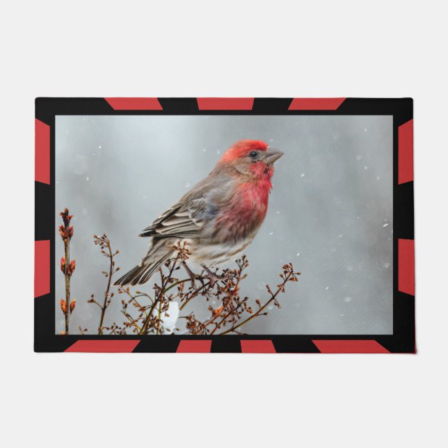 Tapete House Finch in Snow - Foto original (Frente)
