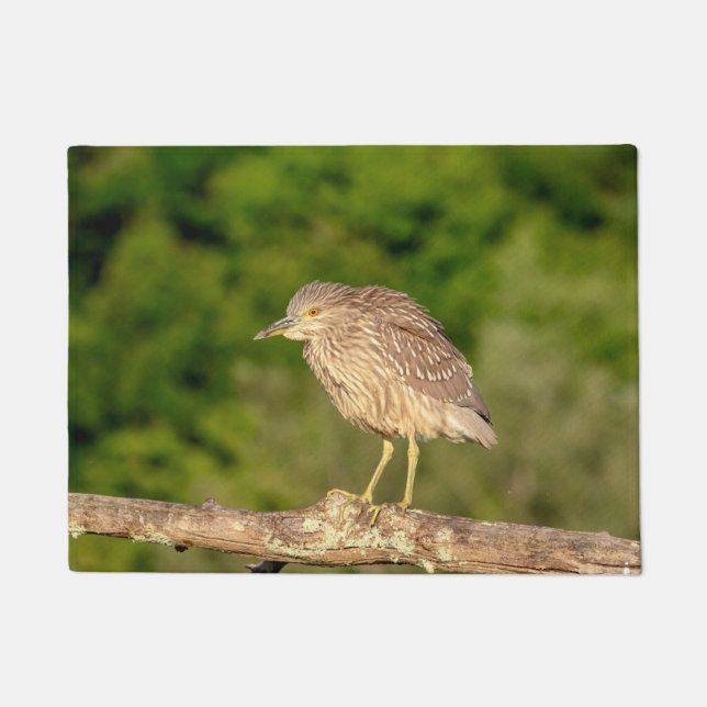Tapete Juvenile Black Crowned Night Heron (Frente)