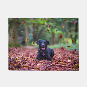Tapete Labrador Negro Em Folhas De outono