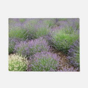Tapete Lavanda bonita