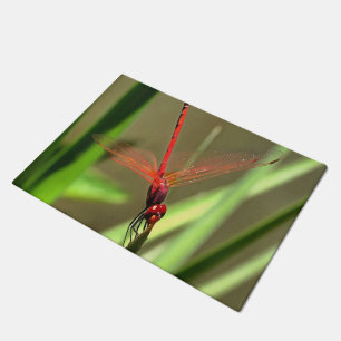 Tapete Linda pintura acrílica do Firecracker Dragonfly