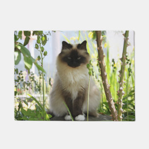 Tapete Linda Ragdoll