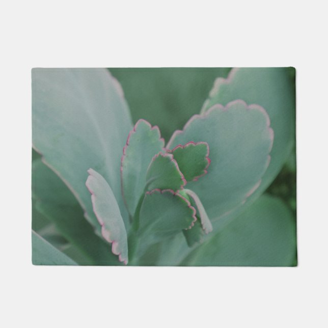 Tapete Lindas Plantas Desérticas (Frente)