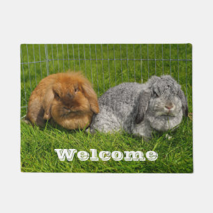 Tapete Lionhead Holland Mini Lop Bunny Rabbit