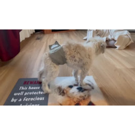 Tapete Malshi Dog Large Doormat