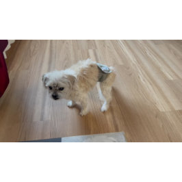 Tapete Malshi Funny Guarda Dog Doormmat Large