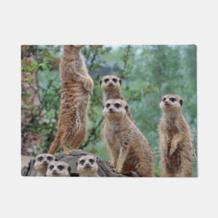 Tapete Meerkat_003