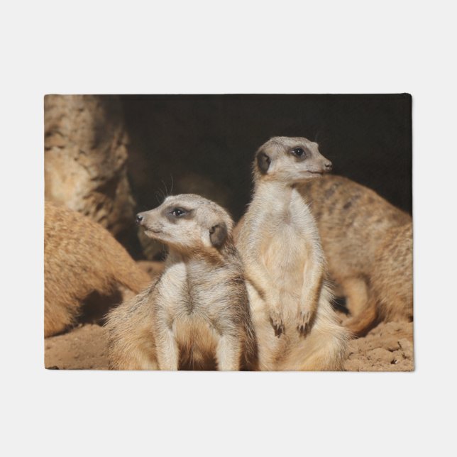 Tapete Meerkat 003 (Frente)