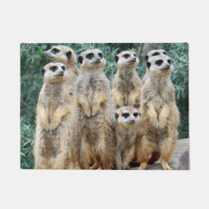 Tapete Meerkat 006