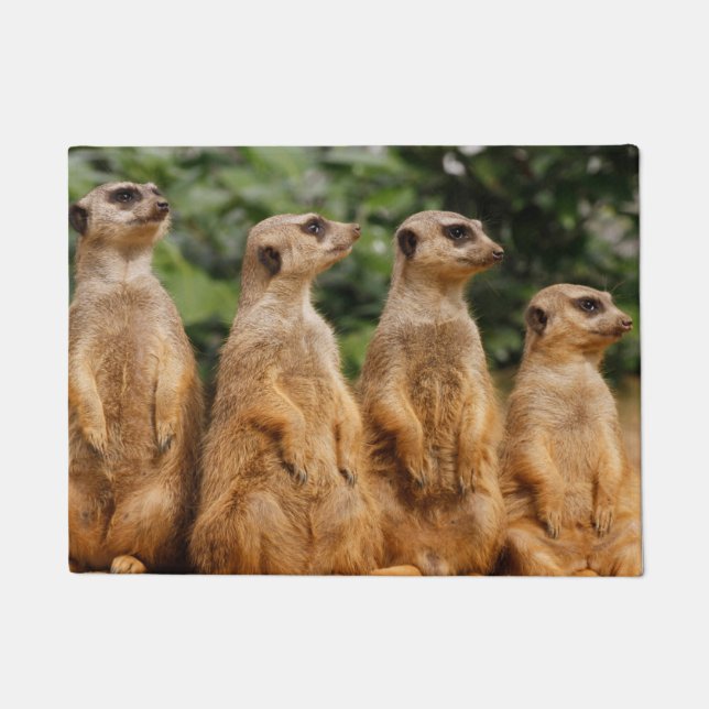 Tapete Meerkat 018 (Frente)