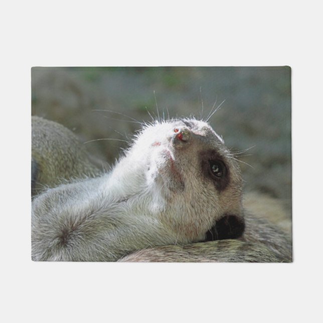 Tapete Meerkat 024 (Frente)